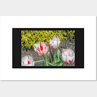 Spring Tulips Posters and Art